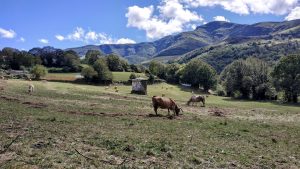 Camino de Santiago szlak francuski krowy i krajobraz