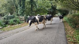 Camino de Santiago szlak francuski krowy na drodze