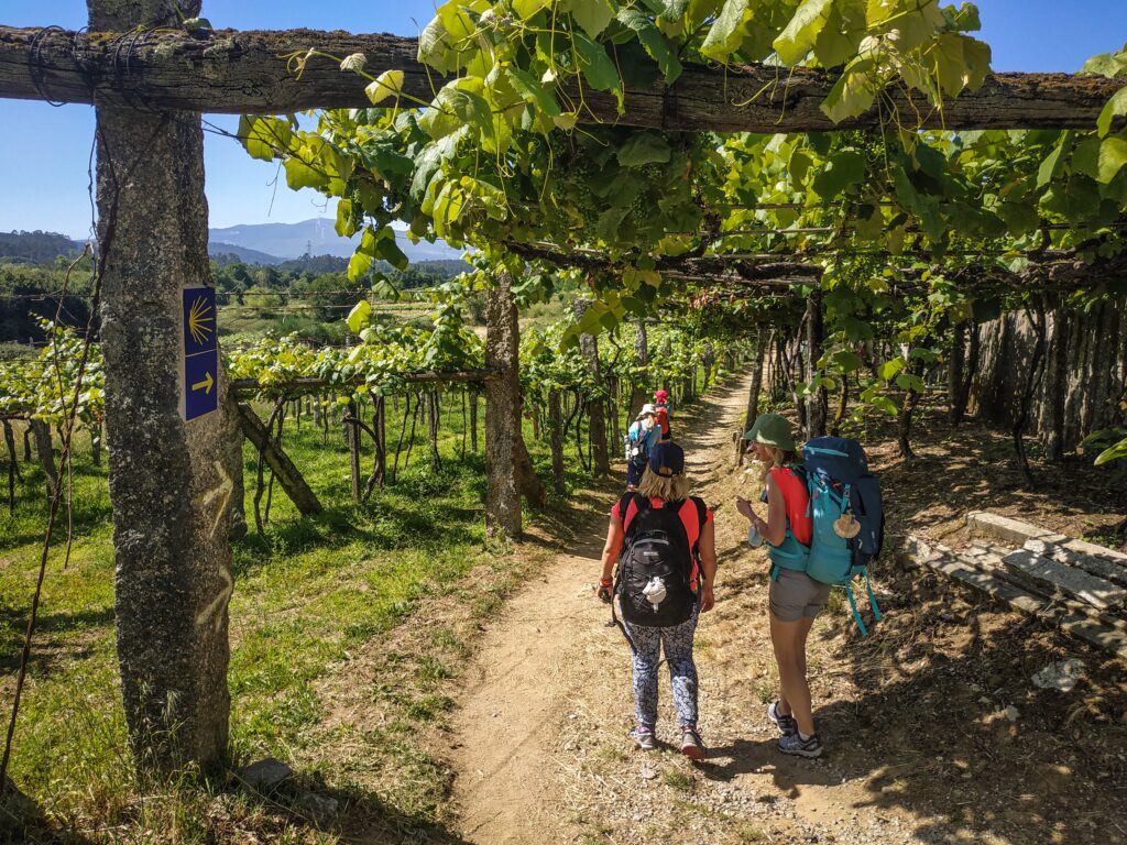Camino Portugues wybrzeżem winorośla