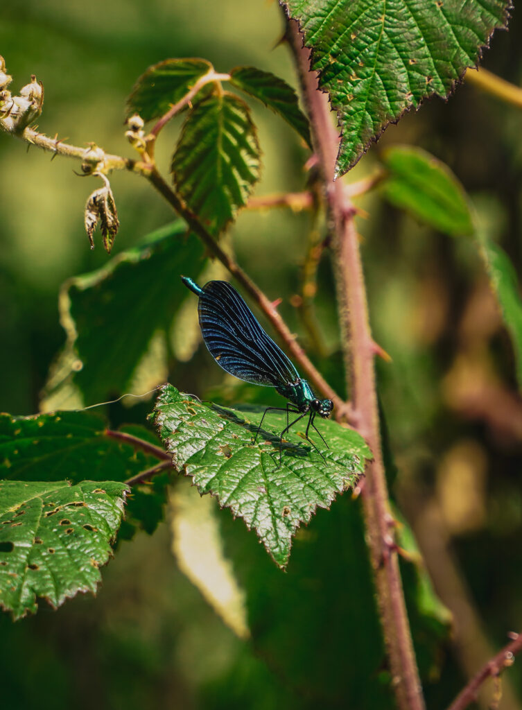 ETAP 7 Camino Primitivo - Grandas de Salime - Fonsagrada - przyroda