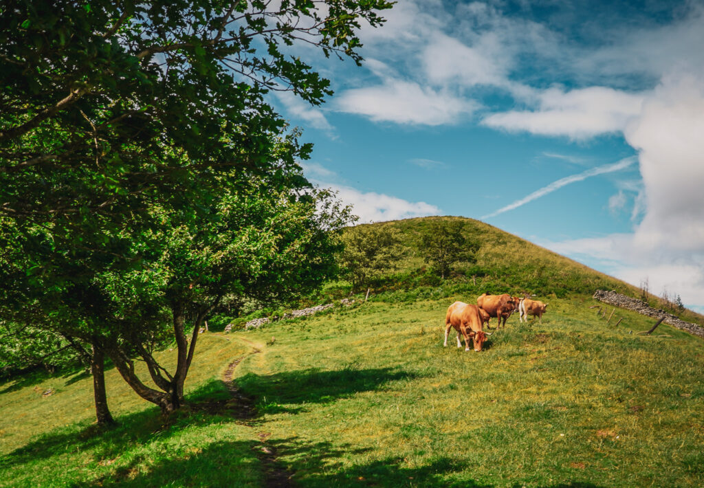ETAP 8 Camino Primitivo A Fonsagrada-O Cádavo krowy