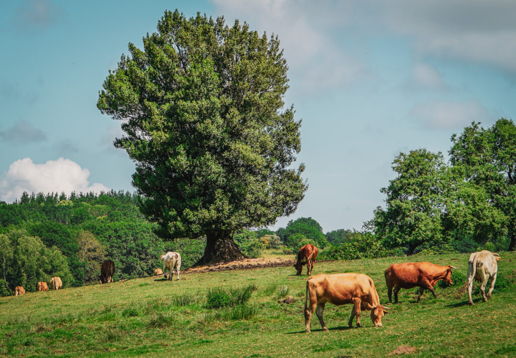ETAPY Camino Primitivo Lugo Ferreira