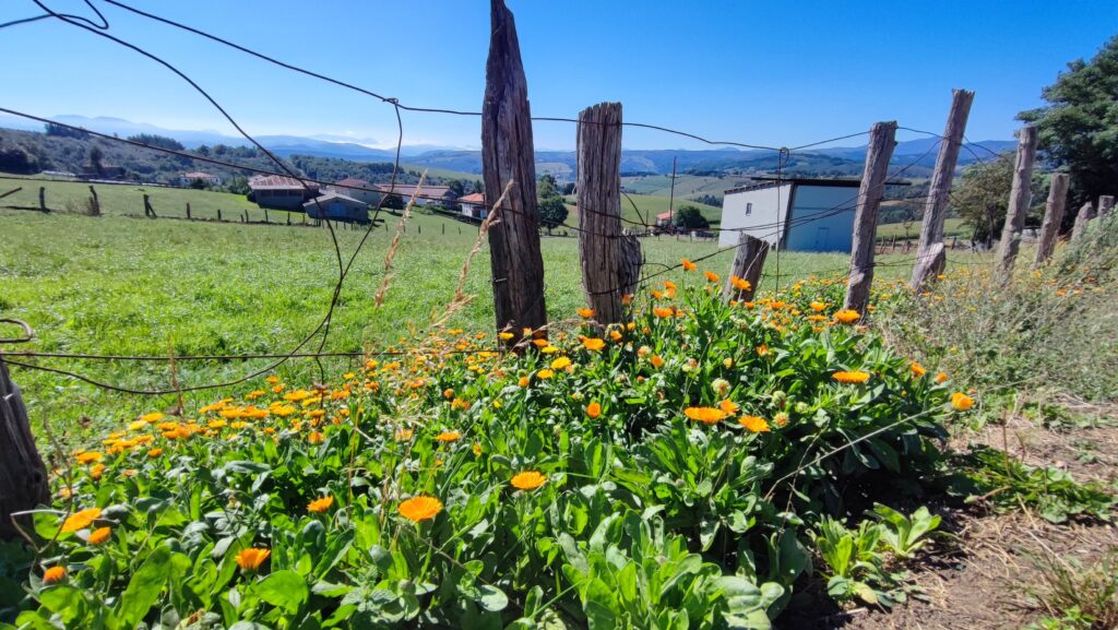 Etap 4 Camino Primitivo - Tineo - Campiello- kwiaty na szlaku