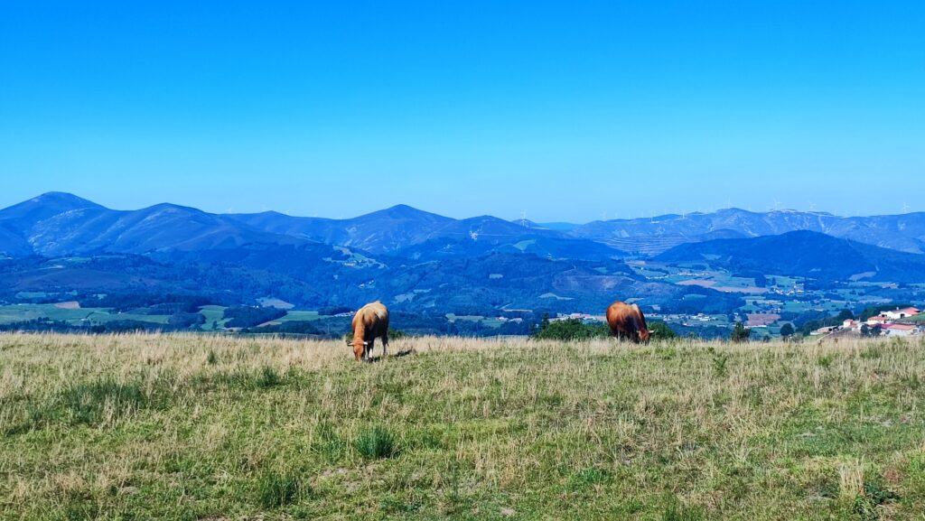 Etap 4 Camino Primitivo - Tineo - Campiello- pyszne krowy