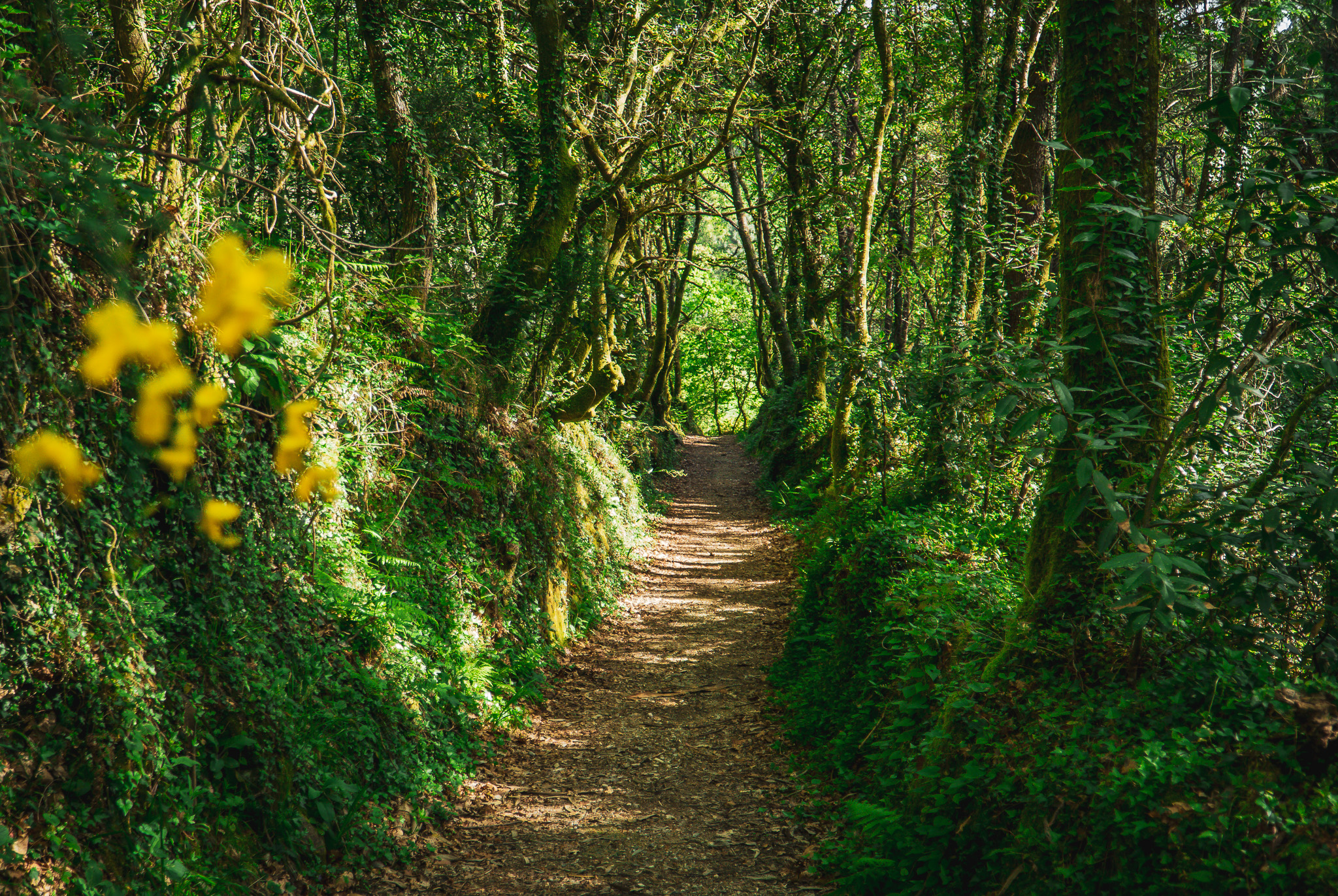 Camino de Barbanza - A Orixe (63)