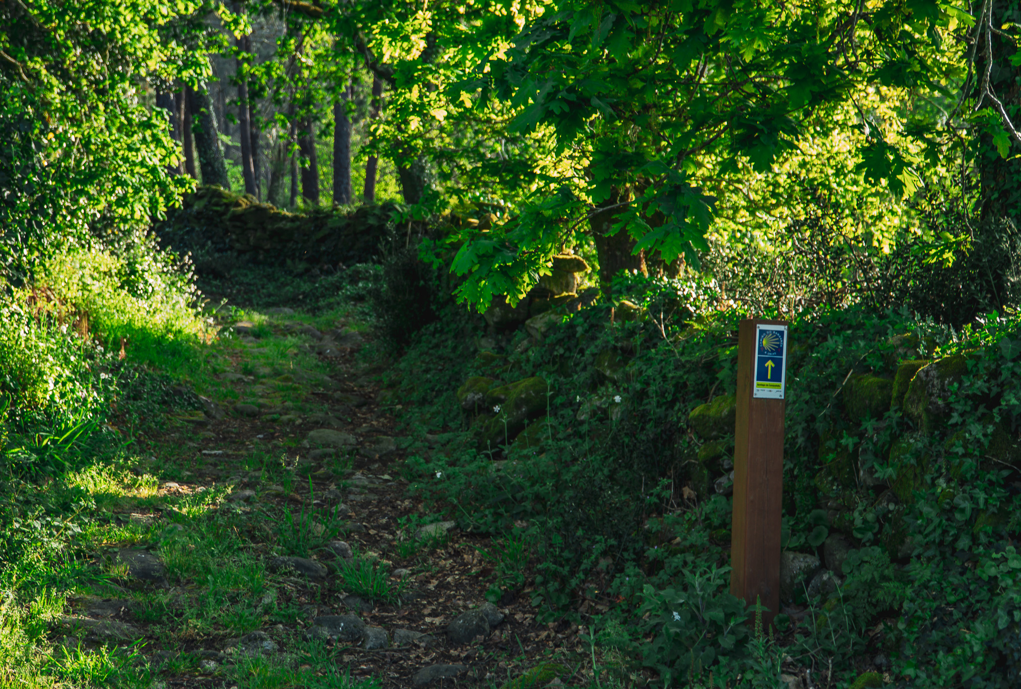 Camino de Barbanza - A Orixe (74)