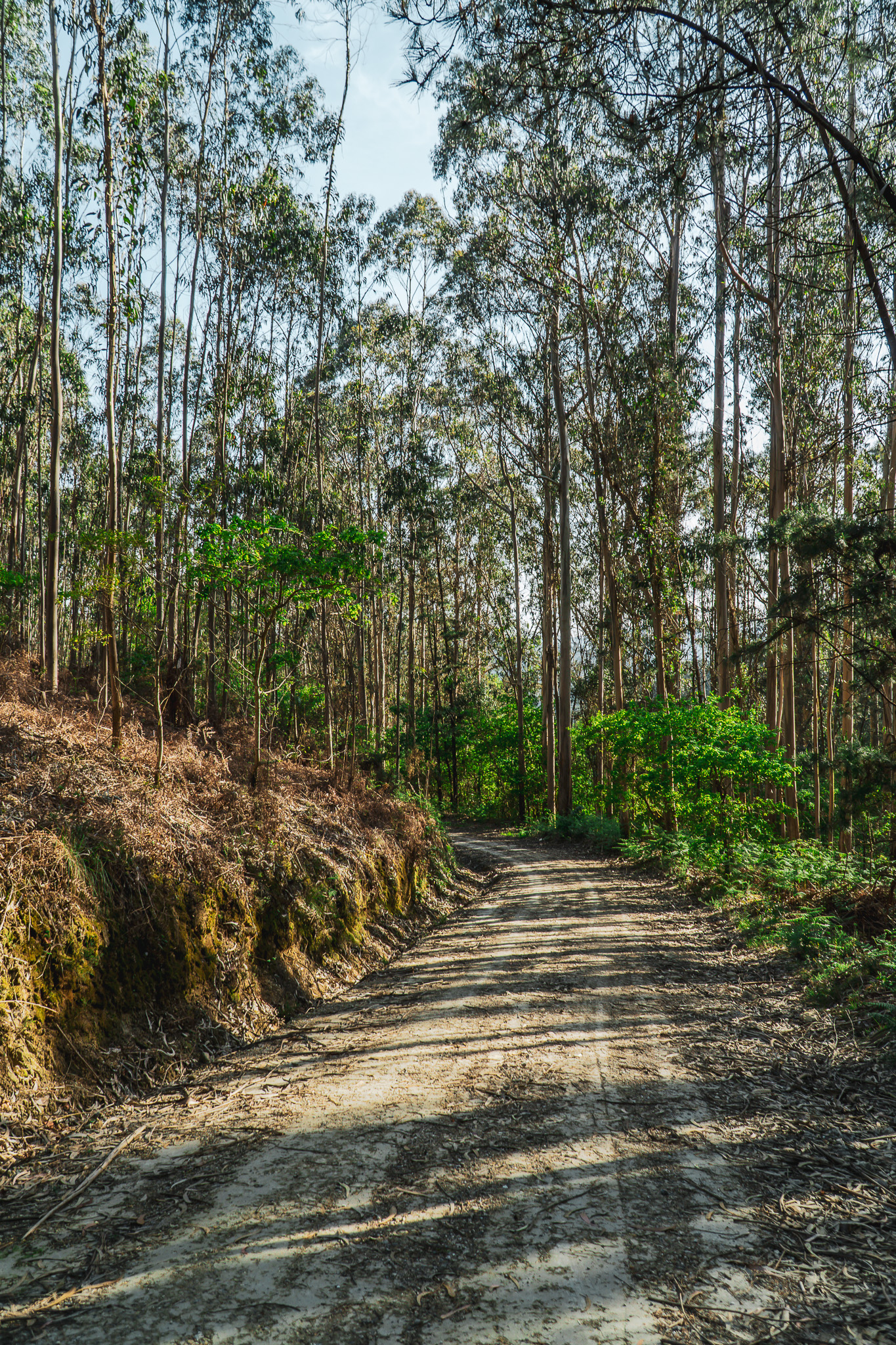 Camino de Barbanza - A Orixe (76)