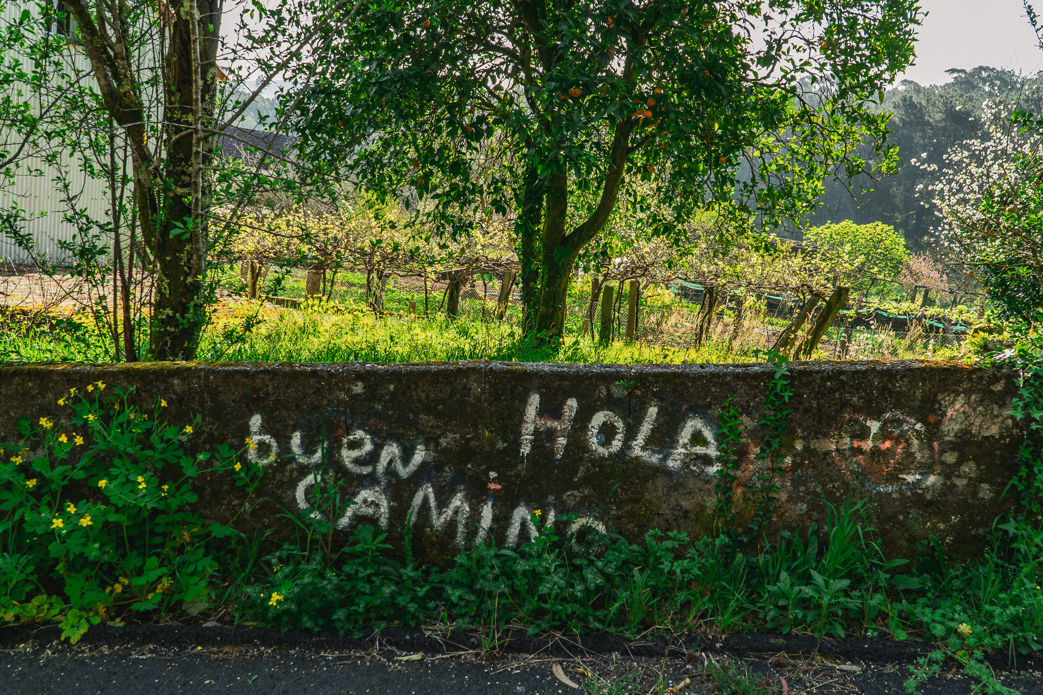 Camino de Barbanza - A Orixe (78)