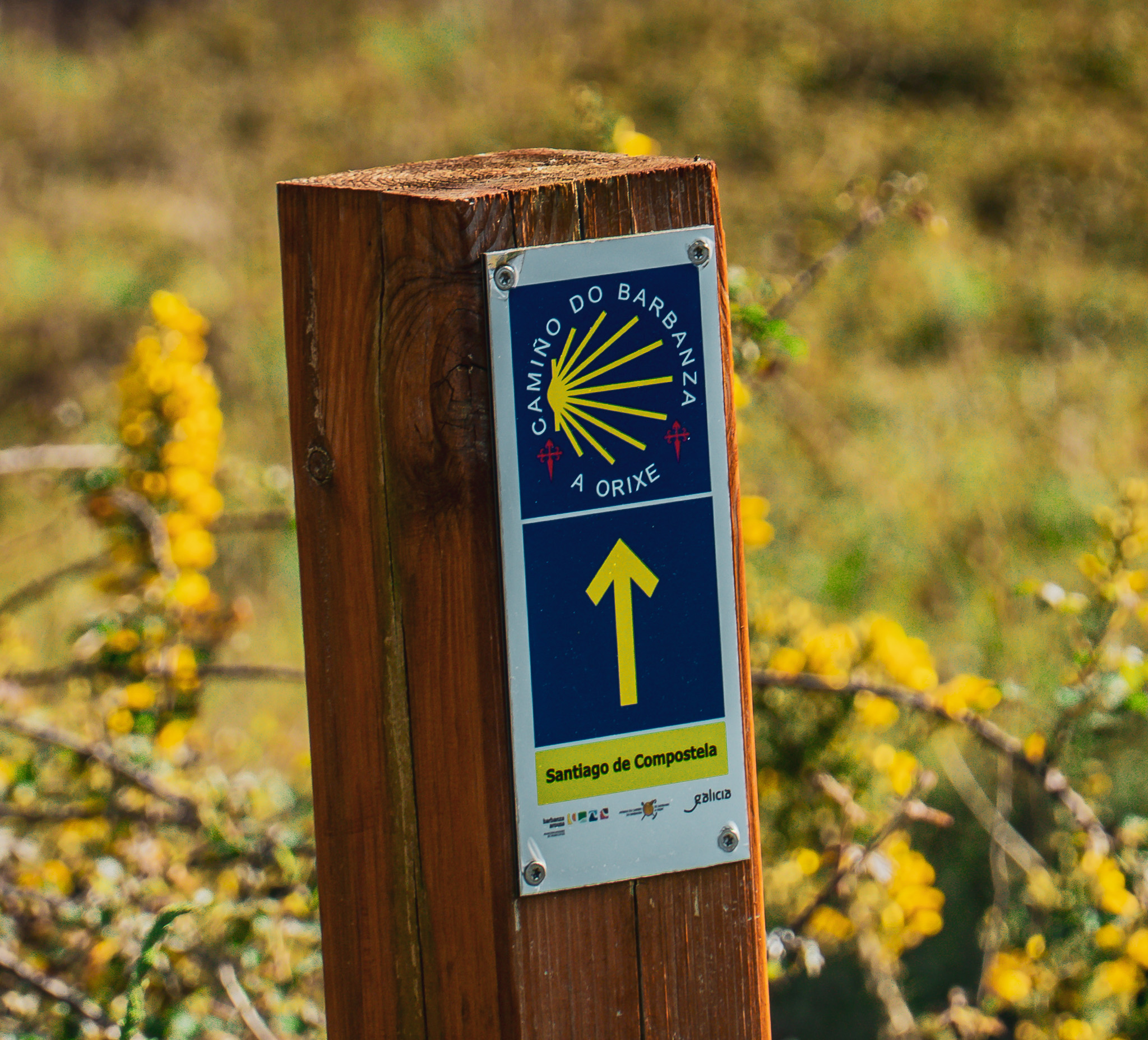 Camino de Barbanza - A Orixe (82)