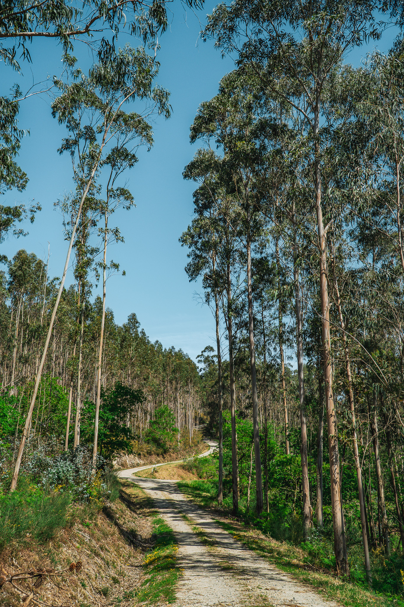 Camino de Barbanza - A Orixe (92)